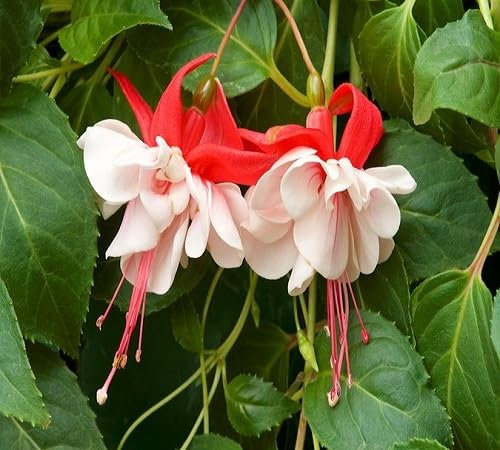 100 Stück rot-weiße Fuchsien-Blumensamen