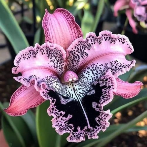 Cymbidium Orchidea Rizomi, Cymbidium Rizomi Perenne; Rari, Resistenti al Freddo, Facile da Coltivare in Vaso - Splendida Esposizione come Bonsai-5 Rizomi-E