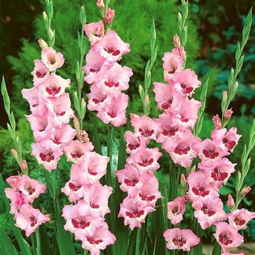 Bulbo De Gladiolo-Gladiolos Bulbos,Planta De Gladiolos,Gladiolus Tristis,Gladiolos En Maceta,Decoracion De Jardin,Plantar En Macetas-15Bulbos-a