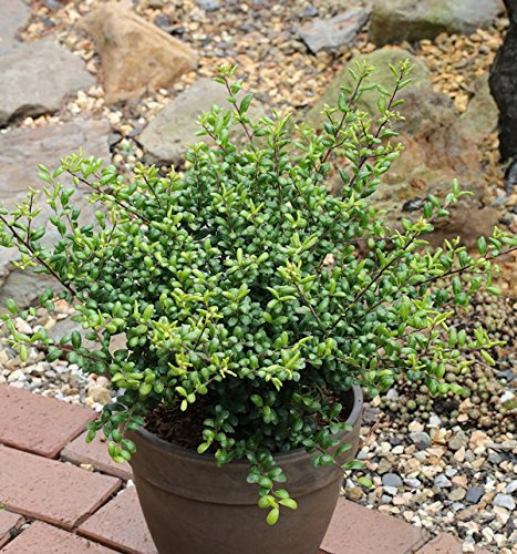 Ilex crenata 20-25 cm – Winterhart, Immergrün, Pflegeleicht – Löffel-Ilex – Heckenpflanze für Garten & Sichtschutz