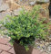 Löffel Ilex Stechpalme 20-25cm - ilex crenata