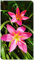 Bulbi Di Giglio Di Pioggia,Giglio Di Pioggia,Pianta A Bulbo,Fiore A Bulbo,Lampadina Di Orchidea,Balcone,Pianta In Vaso-3bulbi-C