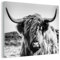 MuchoWow Glasbild Glasfoto Wandbild Bilder Deko 40x30 cm Kuh - Schottischer Hochländer - Schwarz - Weiß - Tier - Natur - Wildtiere