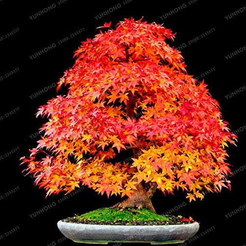 5: 20 Stücke Seltene Blau Ahorn Samen Bonsai Baum Pflanzen Topf Anzug Für Diy Hausgarten Japanischen Schöne Multicolor Ahorn Samen
