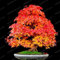 5: 20 Stücke Seltene Blau Ahorn Samen Bonsai Baum Pflanzen Topf Anzug Für Diy Hausgarten Japanischen Schöne Multicolor Ahorn Samen