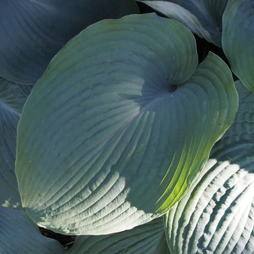 Vivai le Georgiche - Pianta vera di Hosta Blue Angel Giglio piantaggine 'Blue Angel' - vaso Ø 18 cm