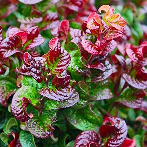 Leucothoe Axillaris 'Curly Red'- Leucothoé 'Curtly Red' 20-30 cm en conteneur