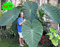 VISTARIC 100PCS Giant Elephant Ear Plant, Fresh Colocasia Gigantea, Seeds Fogliame Enormi
