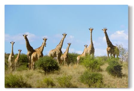 artboxONE Galerie-Print 150x100 cm Eine Giraffenherde hochwertiges Acrylglas auf Alu-Dibond von sommersbilder