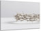 Munera Design - Bild 40x60 - Dornen-Krone hell - Wand-Bilder Wohnzimmer