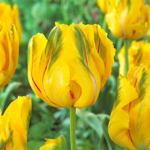(CFGRDEW) Tulpenzwiebeln mix/tulpen zwiebeln 100 Schöne Blumen, winterharte Stauden, Innendekoration, Gartendekoration, Frühlingsblüher-5zwiebeln-G