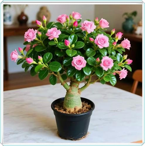 Bulbos ornamentales de rosa del desierto: plantas verdes perezosas fáciles de cuidar, flores brillantes que embellecen el espacio del hogar.-1bulbos-C