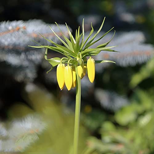 kaiserkronenknollen kaiserkrone - winterharte garten balkonblumen topfblumen blühwiese mehrjährig herbstpflanzen winterhart blühend blumenwiese blumenzwiebel balkon 4zwiebeln