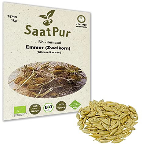 1Kg Emmer - Zweikorn BIO Keimsprossen Sprossen Superfoods Keimsaat Grassaft Urkorn