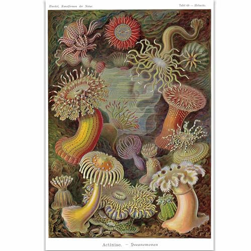 Close Up Seeanemonen Poster E. Haeckel Kunstformen der Natur,Tafel 49 (61cm x 91,5cm)
