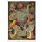 Close Up Seeanemonen Poster E. Haeckel Kunstformen der Natur,Tafel 49 (61cm x 91,5cm)