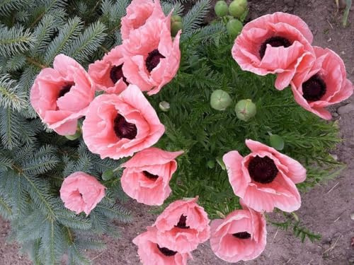 Papaver orientale 'Königin Alexandra', Mohn 'Queen Alexandra' Riesenmohn (Poppy Queen Alexandra),