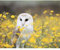 Puzzle 500 Teile - Jigsaw Puzzle für Erwachsene - Buntes Puzzle 500 Teile Erwachsene, Motiv: Weiße Eule, 500 Teile Puzzle, Puzzle Erwachsene 500 Teile, Puzzel,500 Puzzle-23x15 Zoll (52 x 38cm)
