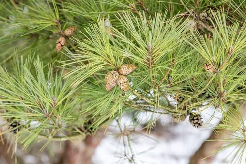 Japanische Rotkiefer 'Pumila' 80-100 cm Ballen Pinus densiflora winterhart