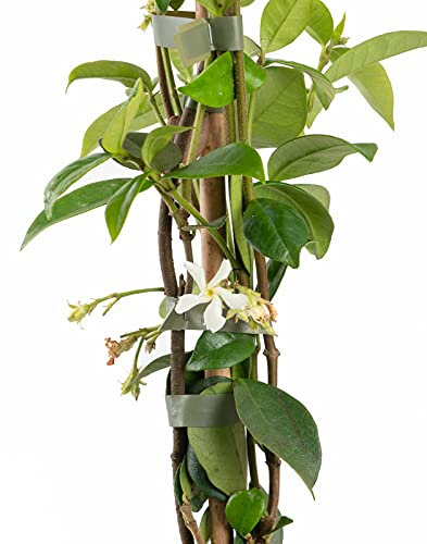 Vivai Frediani. Gelsomino Rampicante. Categoria Piante Vere da Esterno. Gelsomino Pianta Rincospermum Detto anche Falso Gelsomino. 120 cm Vaso 16 kg 2