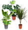 3er-Pflanzen-Set, Monstera (55-65cm), Bananenpflanze (50-60cm), Dracaena (55-65cm), Pflanzen für Wohnung und Büro, Qualität vom Pflanzen Profi, Schneller Pflanzenversand, Raumbegrünung