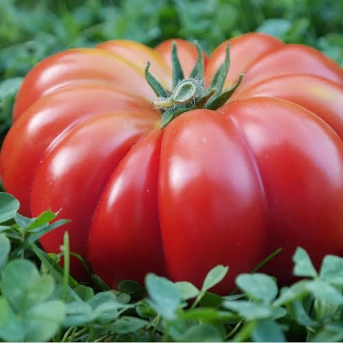 PlantiCo Tomaten Costoluto Fiorentino 0,2 g Samen Tomatensamen Robuste Gemüsesamen Gemüse Samen Anzucht Saatgut Gewächshaus Garten Gemüsegarten