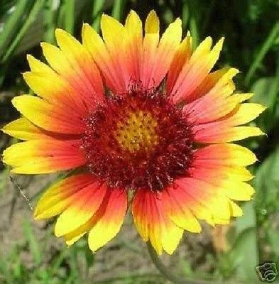 30 + Semi Antorchas Gaillardia Aristata/perenne Fiore