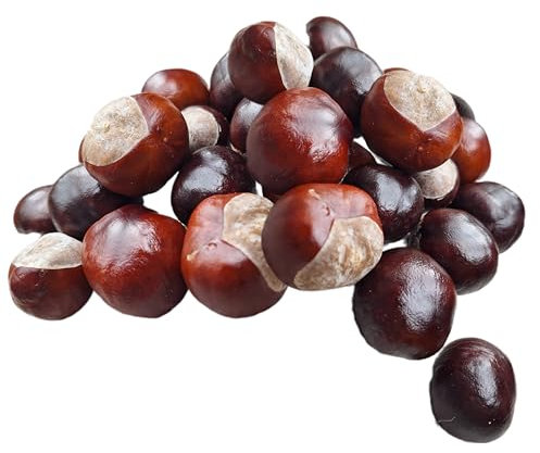 Kastanien 60 STK. Frische echt natürliche Kastanien – Bastelkastanien, zum Basteln, als Deko, oder Kastanienfiguren, Herbstdekorationen und DIY-Kreationen – 100% Natürlich – KEINE ESSKASTANIEN