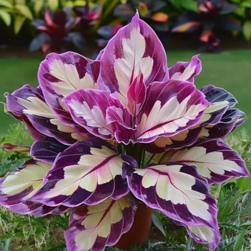 Garten-Funkie – MittelgroßE Hosta-Zwiebeln, Perfekt FüR SchattengäRten, Atemberaubend Und Sehr Dekorativ-6 Zwiebeln-D