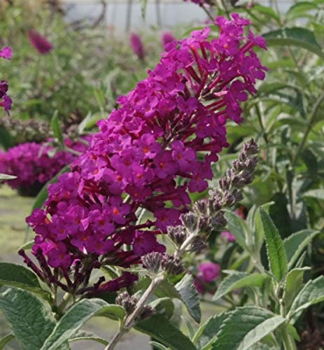 Buddleja buzz Pink Purple - Zwerg-Schmetterlingsflieder 30-40
