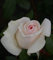 Rosa Schloß Ippenburg ® - Edelrose - Duft+++ - Meilland-Rose - ADR-Rose