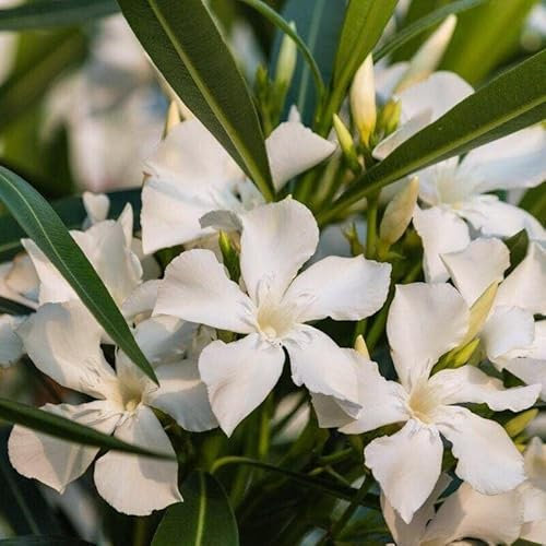 Oleandro Bianco Nerium Oleander pianta in vaso ø9 cm - Vivaio di Castelletto