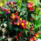 Portal Cool 50pcs Seme di Peperoncino Ornamentale prateria Fuoco commestibile Giardino di casa pianta Fiore CN