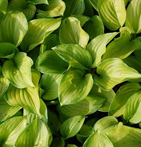 Grünblattfunkie Stained Glass - Hosta plantaginea - lebende Gartenpflanze aus den Baumschulen