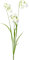 creativ home Kunstblume Märzenbecher, Märzbecher, Märzglöckchen 78cm. Großes Schneeglöckchen. Künstliche Frühlingsblume in weiß