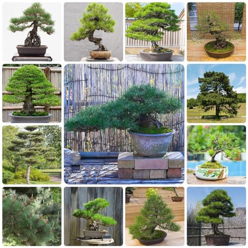 25 pcs zwergkiefer pflanzen winterhart samen - bonsai bäumchen kaufen Pinienkerne Pinus immergrüne pflanzen winterhart balkonpflanzen extrem winterharte kübelpflanzen steingartenpflanzen