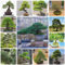 25 pcs zwergkiefer pflanzen winterhart samen - bonsai bäumchen kaufen Pinienkerne Pinus immergrüne pflanzen winterhart balkonpflanzen extrem winterharte kübelpflanzen steingartenpflanzen