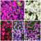 400 Pcs Blaukissen Samen Winterhart Mehrjährig - Aubrieta Cultorum - Gartendeko Für Draußen, Balkonpflanzen Blaukissen Pflanzen Samen, Blumendeko, Pflanzen Für Sonnige Plätze Blumensamen