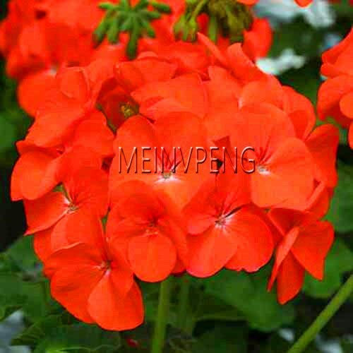 Sump Las nuevas 20 PC Univalve geranio semillas de flores para la jardinería hermosa Rojo