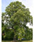 5 semillas amarillas del árbol de álamo - Liriodendron tulipifera