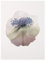 Bilderwelten Glasbild Echtglas Wandbild - Wasserfarben - Anemone in Violett 80 x 60cm
