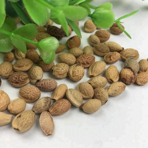 Japanese Cherry Blossom - Prunus serrulata Tree Seeds - Genuine UK Stock, 10 Seeds