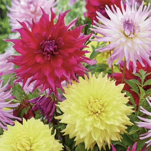 Bloomique - Mix de 3 - Dahlia Dinnerplate Mix - Mélange de Couleurs - Bulbes à fleurs - Vivace - Floraison d'été - Floraison d'automne - Pousse jusqu'à 90-100 cm