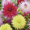 Bloomique - Mix de 3 - Dahlia Dinnerplate Mix - Mélange de Couleurs - Bulbes à fleurs - Vivace - Floraison d'été - Floraison d'automne - Pousse jusqu'à 90-100 cm