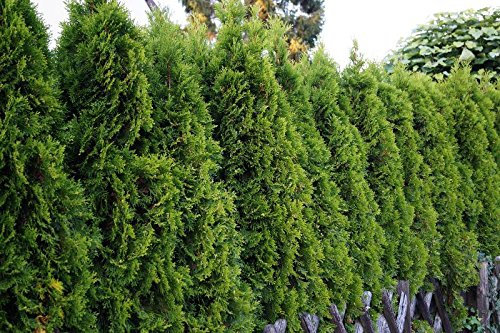 Thuja Smaragd 40-60 cm Containerware 50 Stück im Sparpaket - Thuja occidentalis Smaragd floranza®