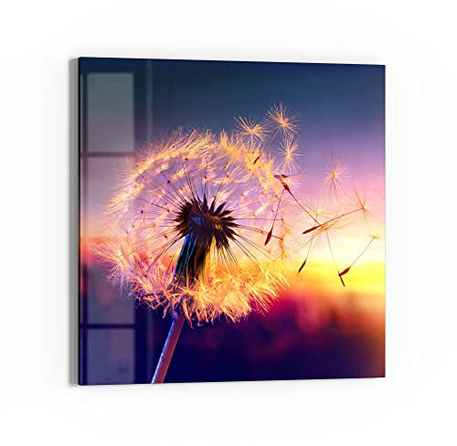 DEQORI Glasbild Echtglas | Motiv Pusteblume im Abendlicht | quadratisch einteilig 50x50 cm | schöne Dekoration | Wandbild für Wohnzimmer, Schlafzimmer, Flur & Küche | moderne Wanddeko