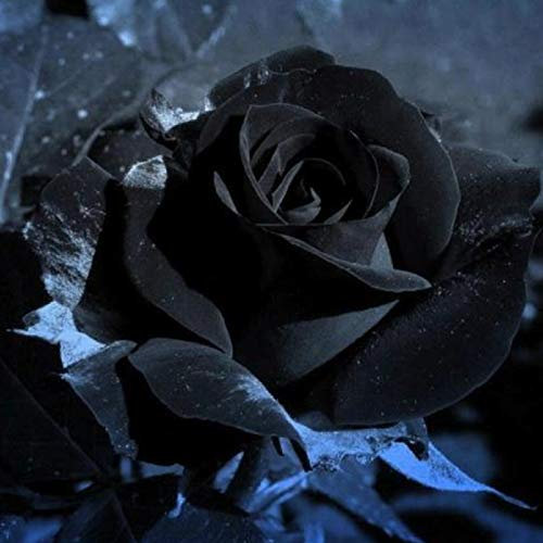 100Pz Semi di Rosa, Semi Fiori, Semi di Fiori da Piantare, Semi Piante, Rosa Pianta, Semi da Piantare, Rose Piante, Semi Rose (Nero)