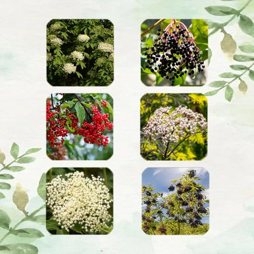 500 Pcs Holunder Samen Sträucher - Bio Saatgut, Alte Sorten Saatgut, Hecken Sträucher Holunder Pflanze Kaufen Samen, Obstsamen, Winterfeste Pflanzen Für Balkon Bäume Garten Winterhart,