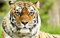 PUZZLECABIN Puzzle 5000 Teile Adult Puzzle Tiger 7 Puzzles, die zur intellektuellen Entwicklung führen