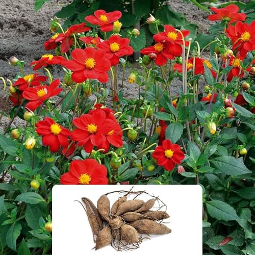 1 Dahlia Mignon Firebird – Striking Red Peony Blooms – Perennial Summer Flowering Bulb – Perfect for UK Gardens – Enhance Your Outdoor Space!